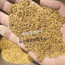 紫花苜蓿草种子多年生苜蓿种子四季高产苜蓿菜猪牛羊鸡鱼牧草