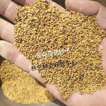 紫花苜蓿草种子多年生苜蓿种子四季高产苜蓿菜猪牛羊鸡鱼牧草