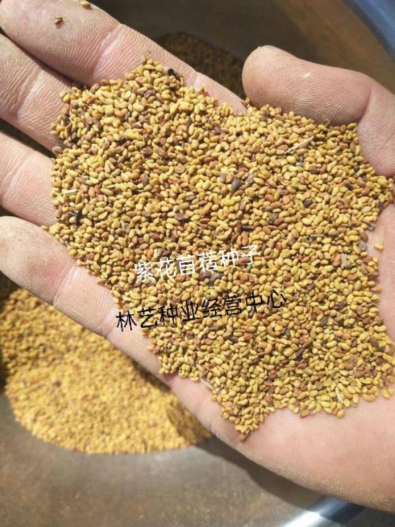 紫花苜蓿草种子多年生苜蓿种子四季高产苜蓿菜猪牛羊鸡鱼牧草