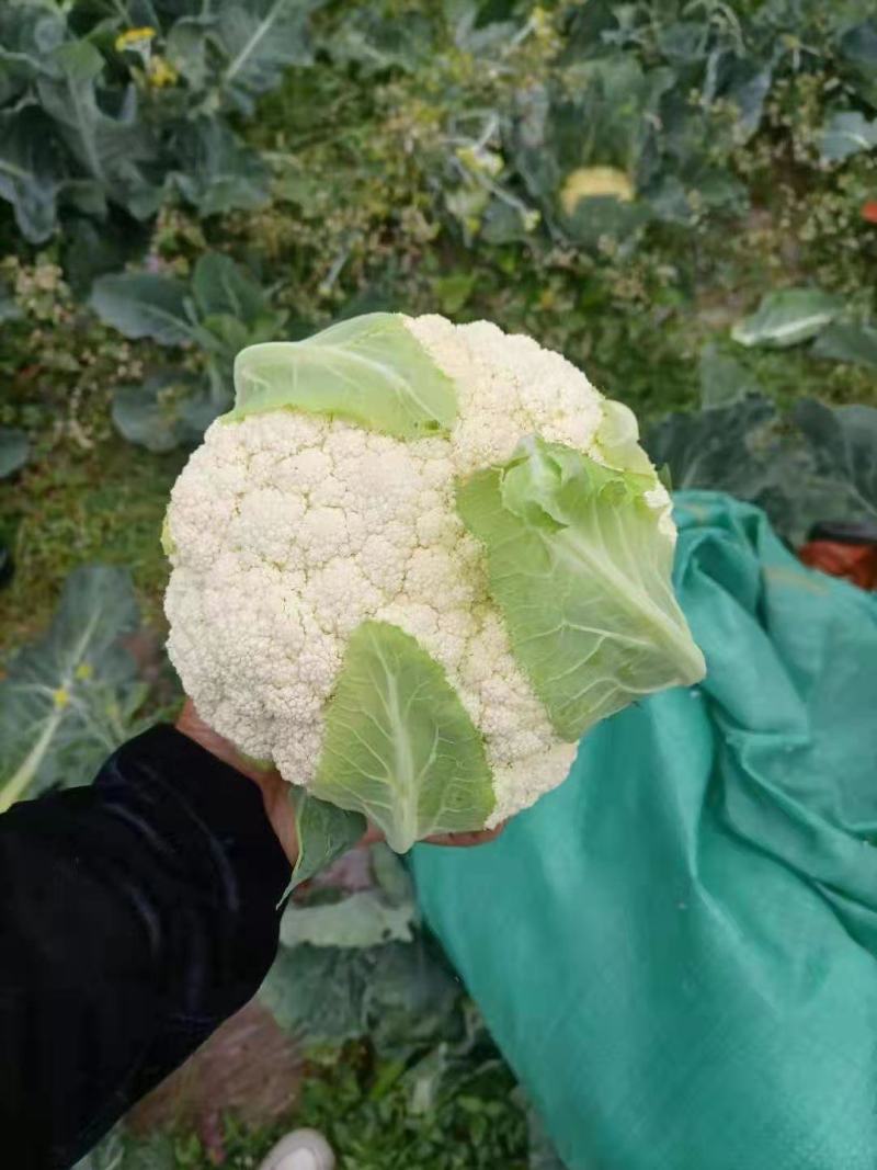 散花