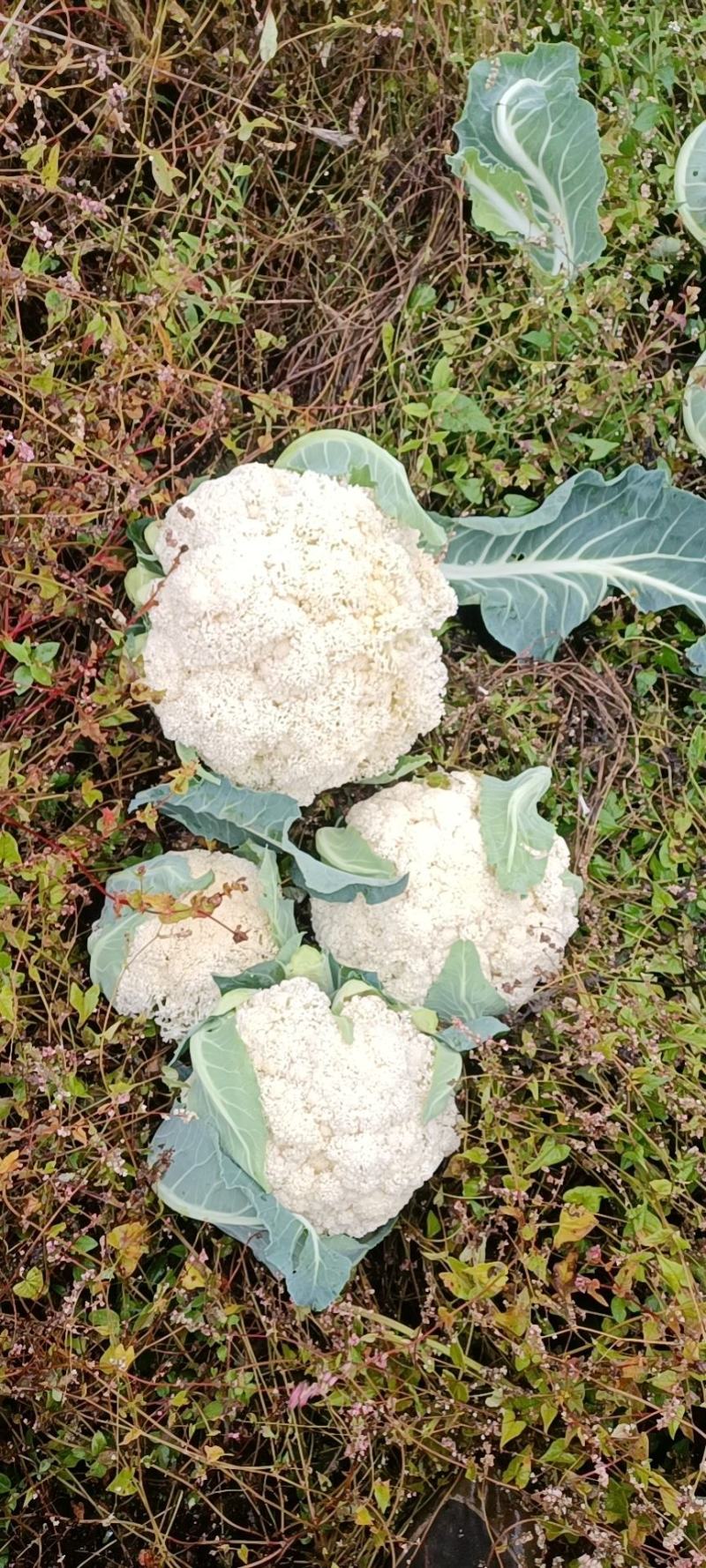 散花