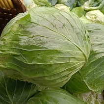莲花白
