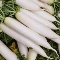 萝卜