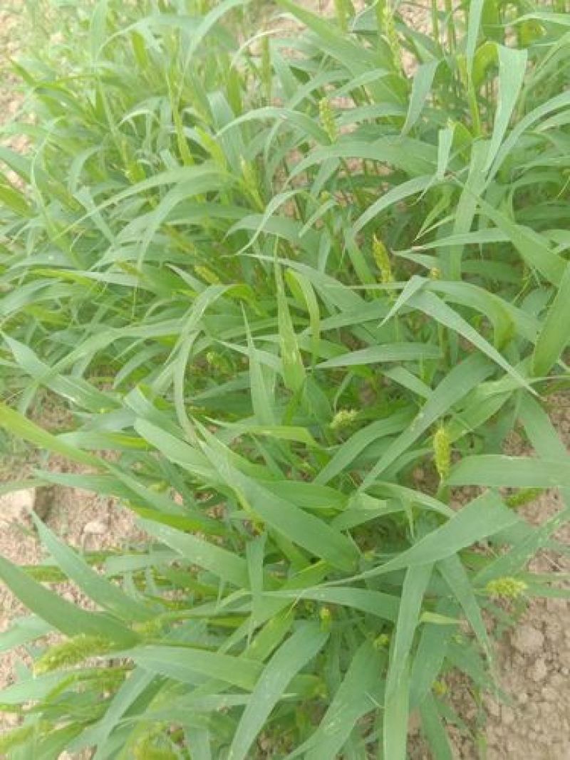 狗尾草种子牧草饲料绿化护坡耐旱耐热牧草观赏型植物常见杂草