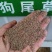 狗尾草种子牧草饲料绿化护坡耐旱耐热牧草观赏型植物常见杂草