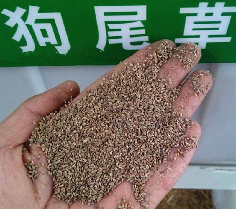 狗尾草种子牧草饲料绿化护坡耐旱耐热牧草观赏型植物常见杂草
