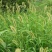 狗尾草种子牧草饲料绿化护坡耐旱耐热牧草观赏型植物常见杂草