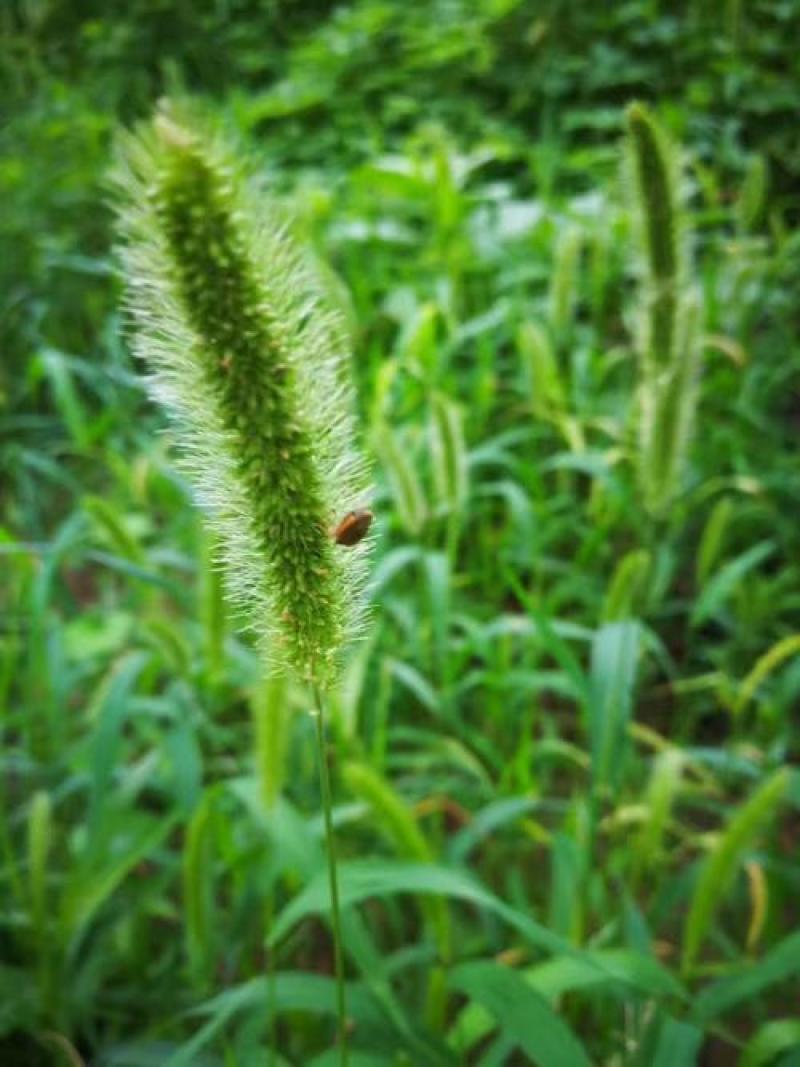 狗尾草种子牧草饲料绿化护坡耐旱耐热牧草观赏型植物常见杂草