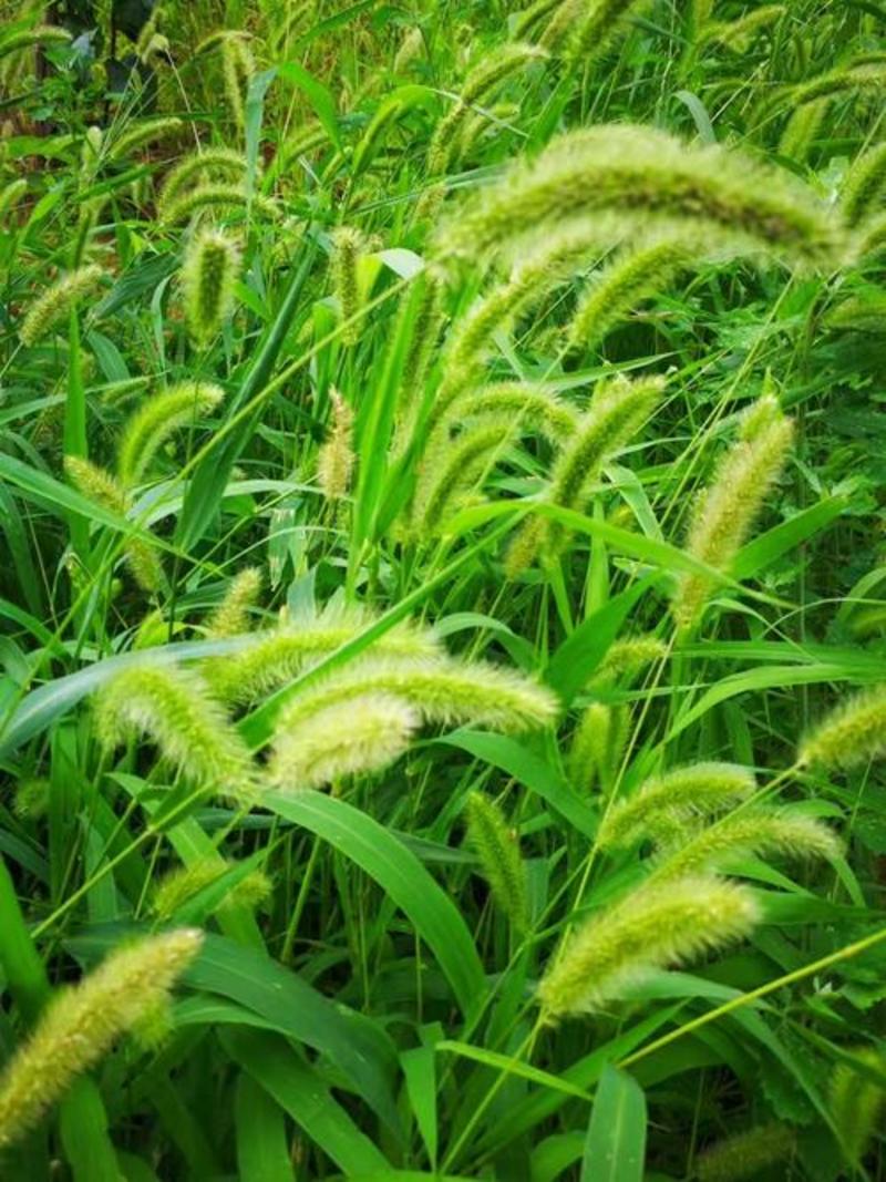 狗尾草种子牧草饲料绿化护坡耐旱耐热牧草观赏型植物常见杂草