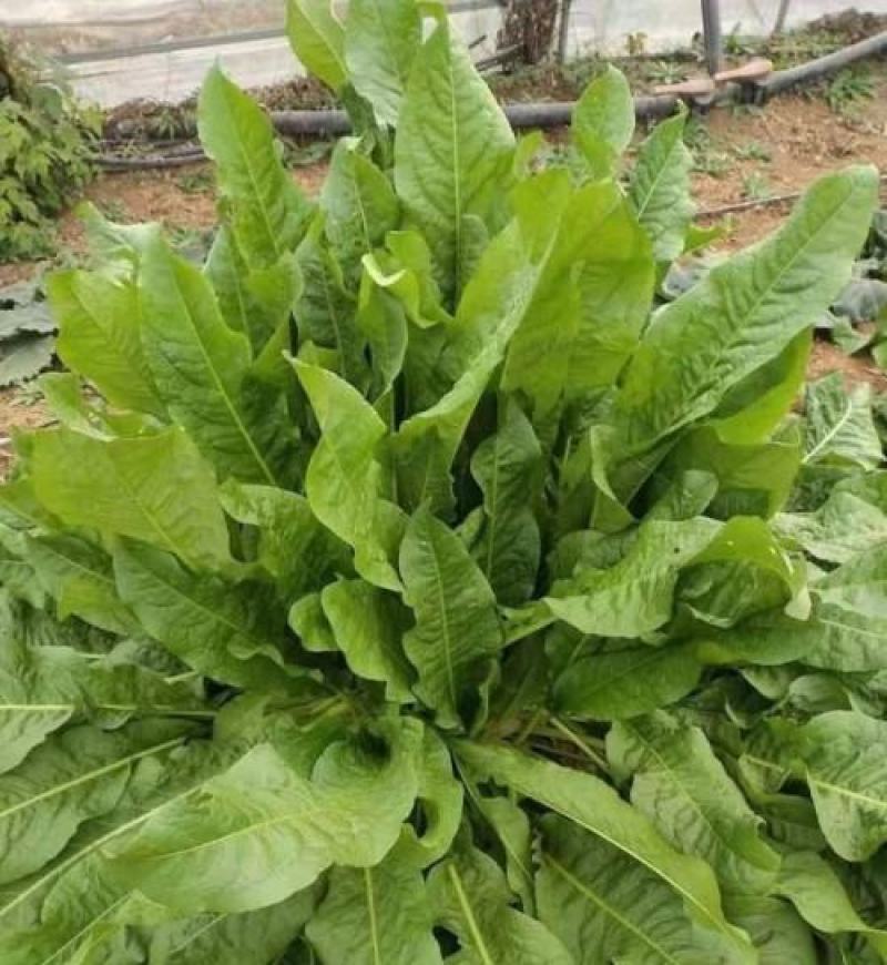 进口鲁梅克斯种子多年生四季常青南北方牧草籽猪牛羊鸡鸭鹅