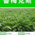 进口鲁梅克斯种子多年生四季常青南北方牧草籽猪牛羊鸡鸭鹅