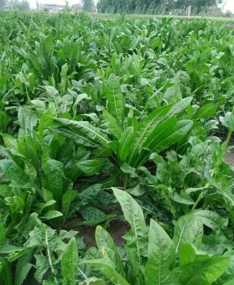 进口鲁梅克斯种子多年生四季常青南北方牧草籽猪牛羊鸡鸭鹅