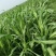 墨西哥玉米草种子玉米草种籽牧草鸡鸭鹅牛羊鱼高产高营养饲草