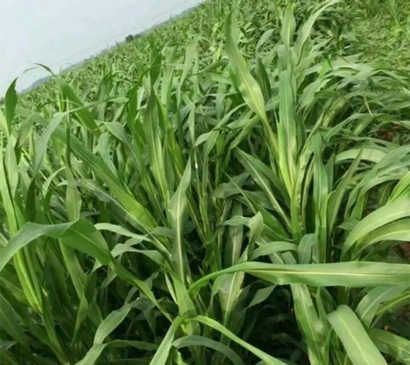 墨西哥玉米草种子玉米草种籽牧草鸡鸭鹅牛羊鱼高产高营养饲草