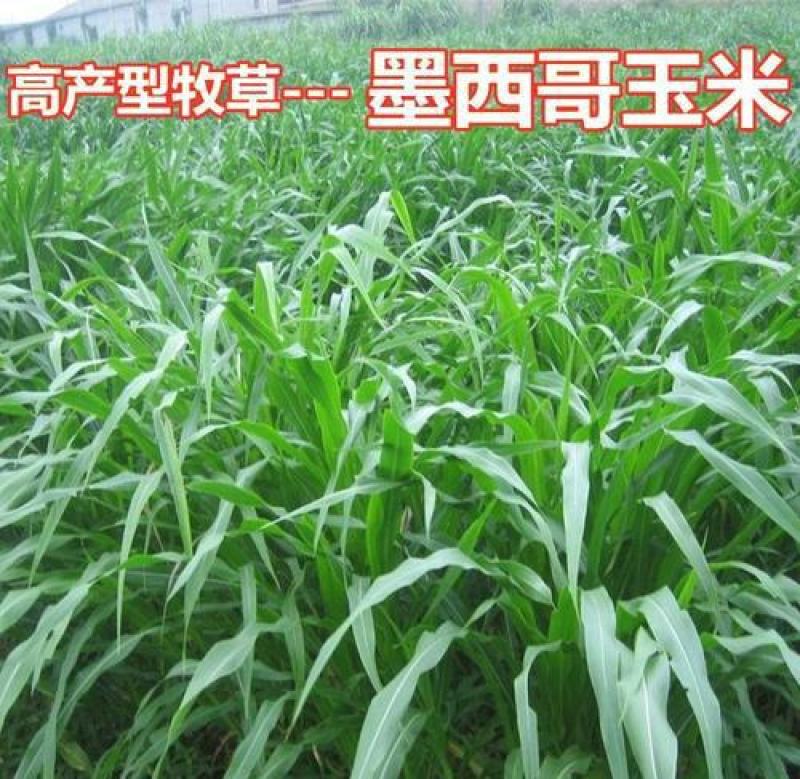 墨西哥玉米草种子玉米草种籽牧草鸡鸭鹅牛羊鱼高产高营养饲草