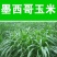 墨西哥玉米草种子玉米草种籽牧草鸡鸭鹅牛羊鱼高产高营养饲草