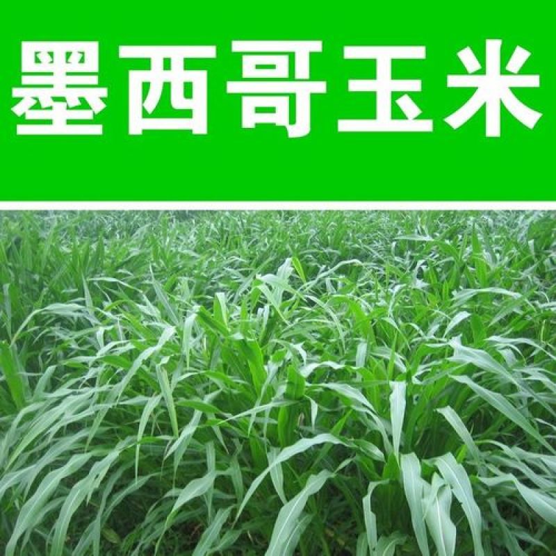 墨西哥玉米草种子玉米草种籽牧草鸡鸭鹅牛羊鱼高产高营养饲草