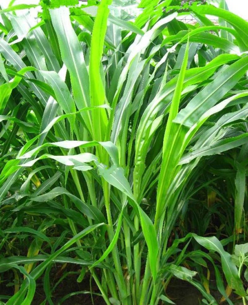 墨西哥玉米草种子玉米草种籽牧草鸡鸭鹅牛羊鱼高产高营养饲草