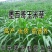 墨西哥玉米草种子玉米草种籽牧草鸡鸭鹅牛羊鱼高产高营养饲草