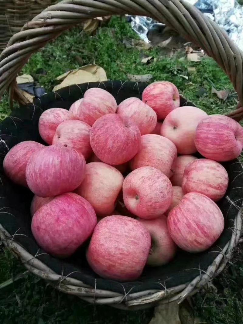 山东红富士苹果，条纹，万亩产地口感脆甜皮薄欢迎咨询