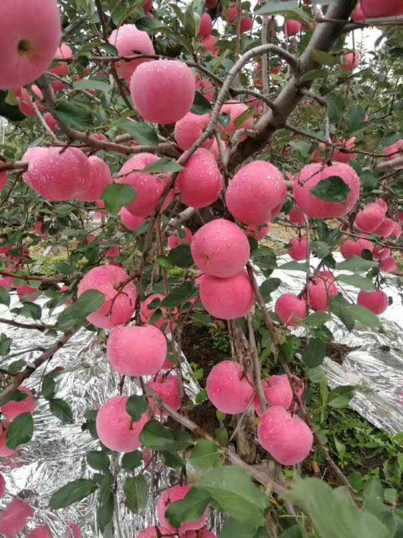山东红富士苹果，条纹，万亩产地口感脆甜皮薄欢迎咨询