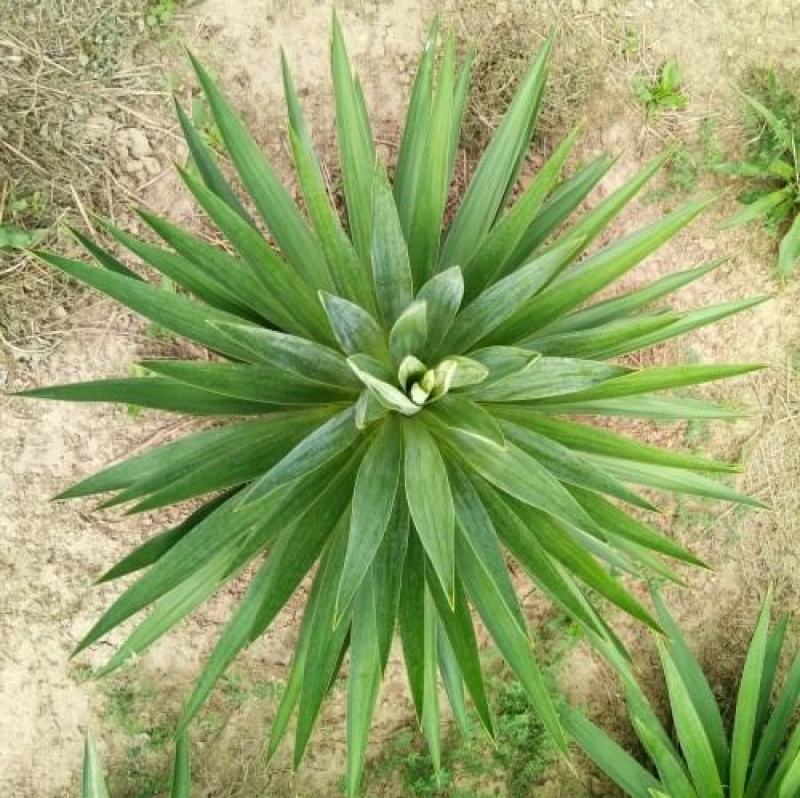 剑麻凤尾兰丝兰小苗大苗，工程苗大小规格都有基地