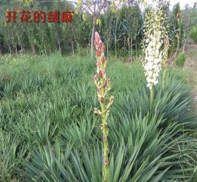 剑麻凤尾兰丝兰小苗大苗，工程苗大小规格都有基地