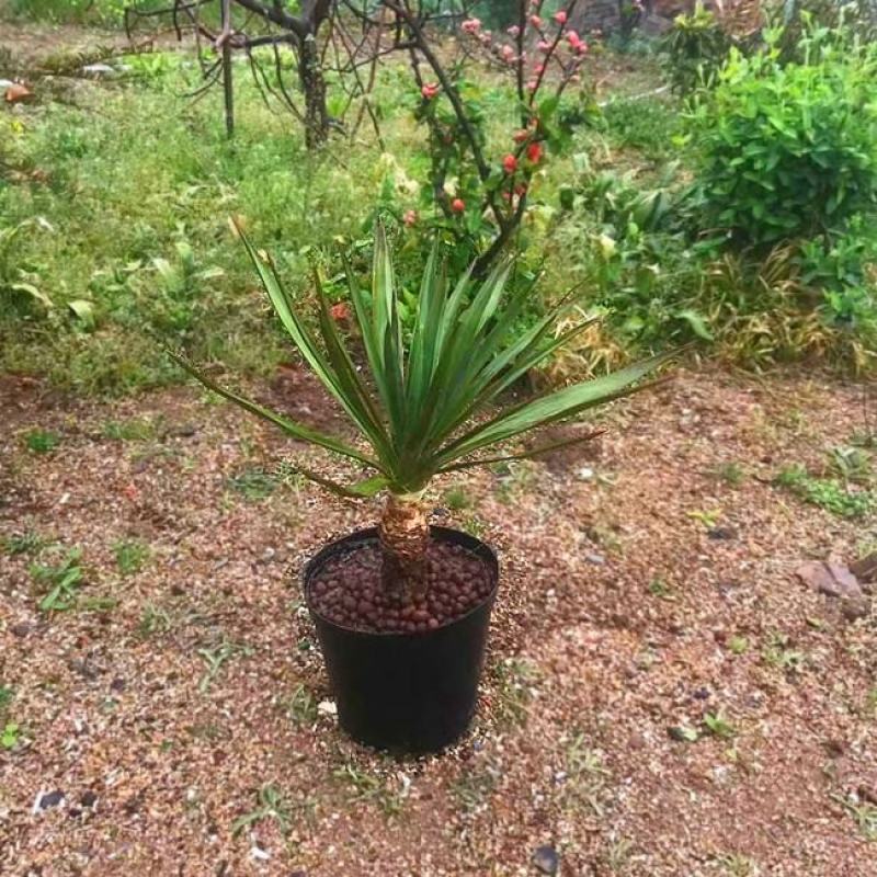 剑麻凤尾兰丝兰小苗大苗，工程苗大小规格都有基地