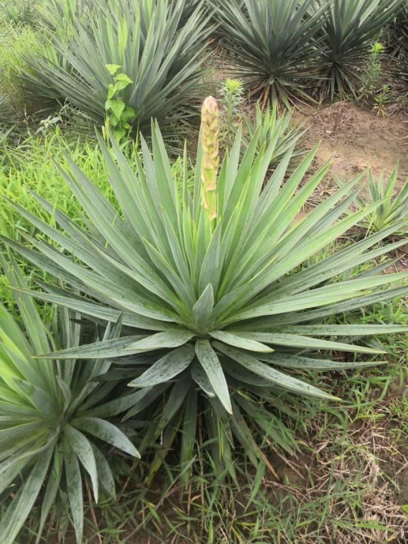 剑麻凤尾兰丝兰小苗大苗，工程苗大小规格都有基地