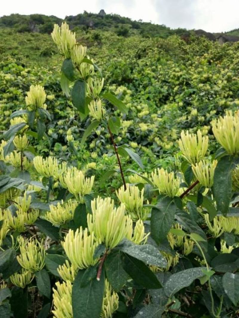 金银花苗湘蕾五号花王金银花苗大量上市苗圃直供