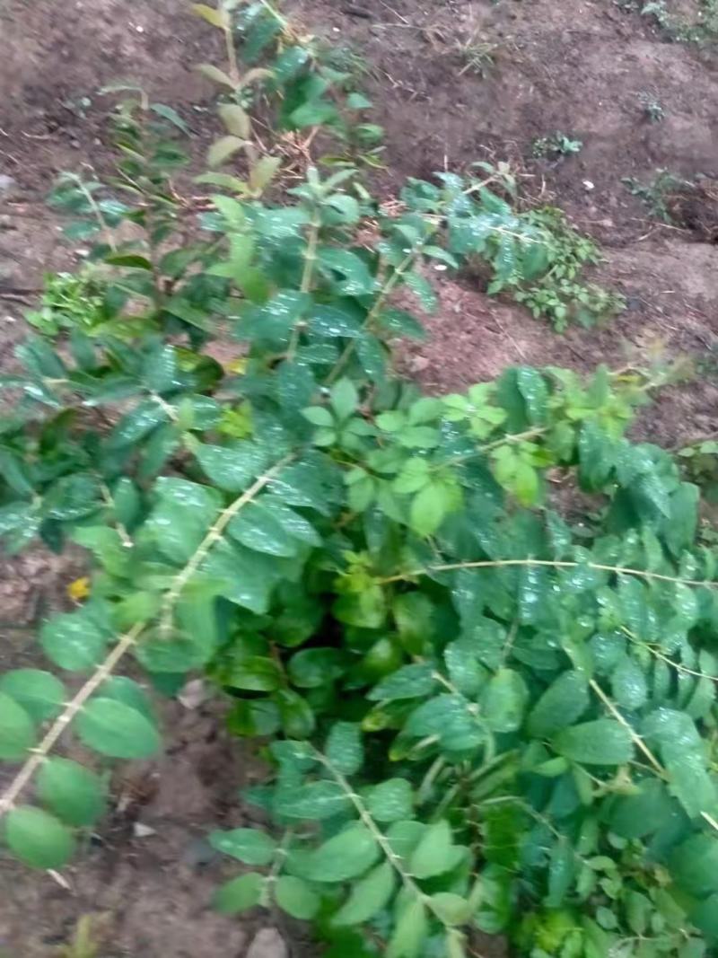 金银花苗湘蕾五号花王金银花苗大量上市苗圃直供