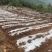 金银花苗湘蕾五号花王金银花苗大量上市苗圃直供