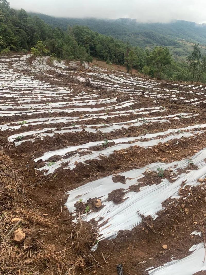 金银花苗湘蕾五号花王金银花苗大量上市苗圃直供