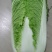 精品杠菜