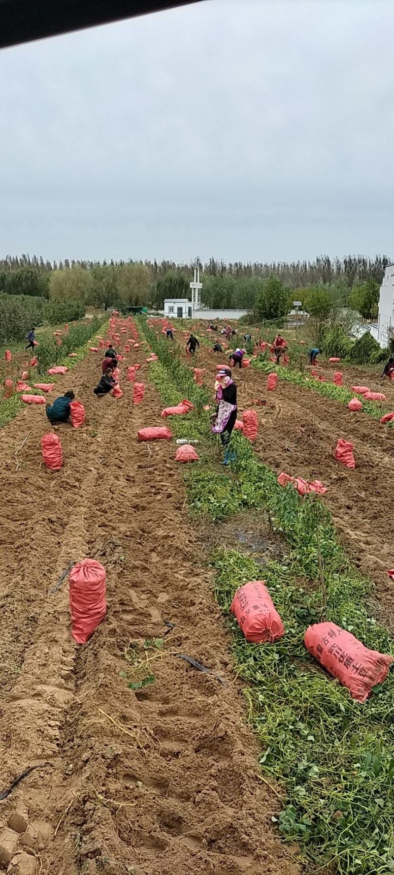 河北唐山市迁安市西瓜红，2两以上红皮红心。