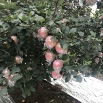 编号A001套袋红富士苹果{深氏果业0311}