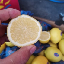 新鲜柠檬黄柠檬