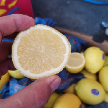 新鲜柠檬黄柠檬