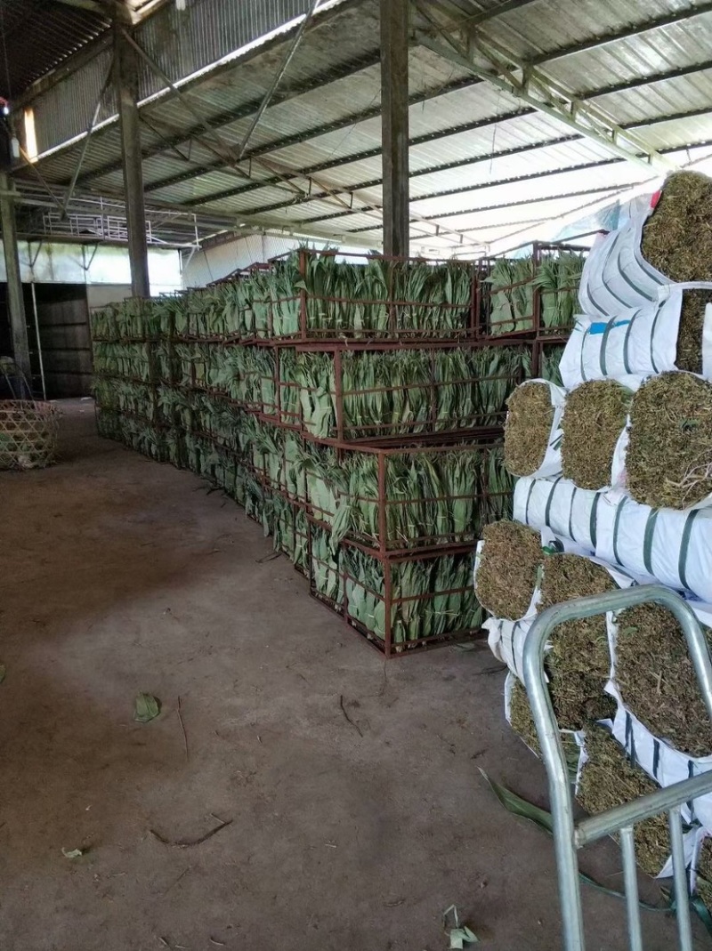 厂家直销新货粽叶大通货，越南麻竹叶若叶粑粑叶芦苇叶量大