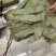厂家直销新货粽叶大通货，越南麻竹叶若叶粑粑叶芦苇叶量大