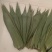 厂家直销新货粽叶大通货，越南麻竹叶若叶粑粑叶芦苇叶量大