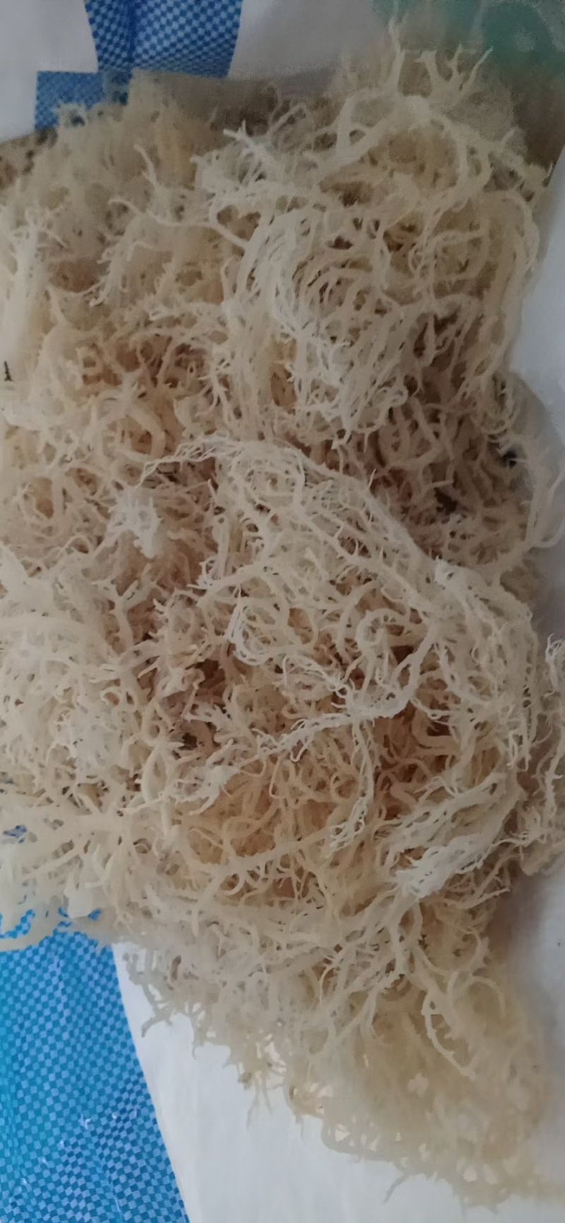 石花菜