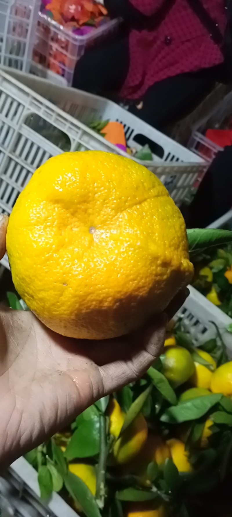 丹江口市不知火柑桔精品上市
