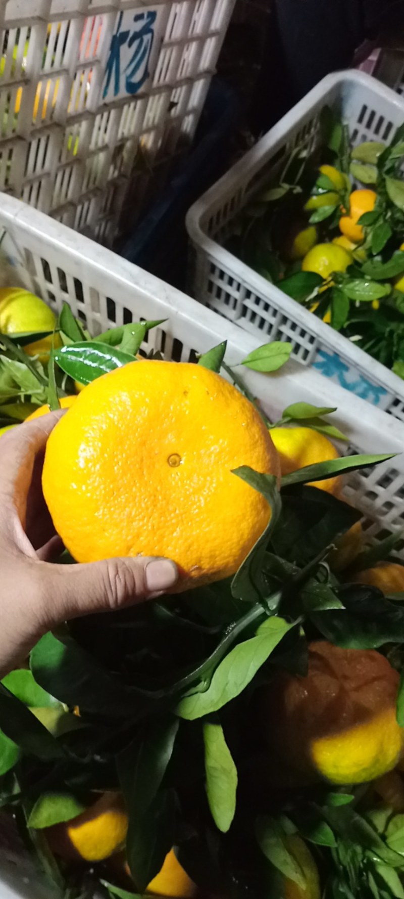 丹江口市不知火柑桔精品上市