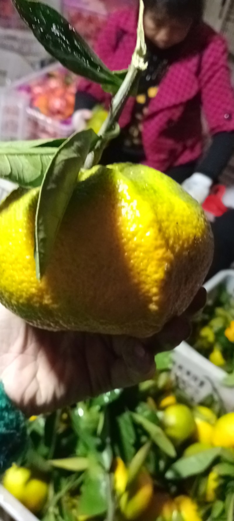 丹江口市不知火柑桔精品上市