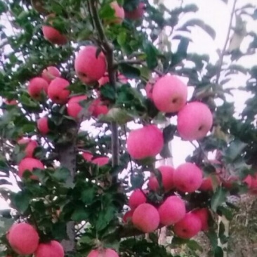 山坡的红富士苹果特别好吃，甜