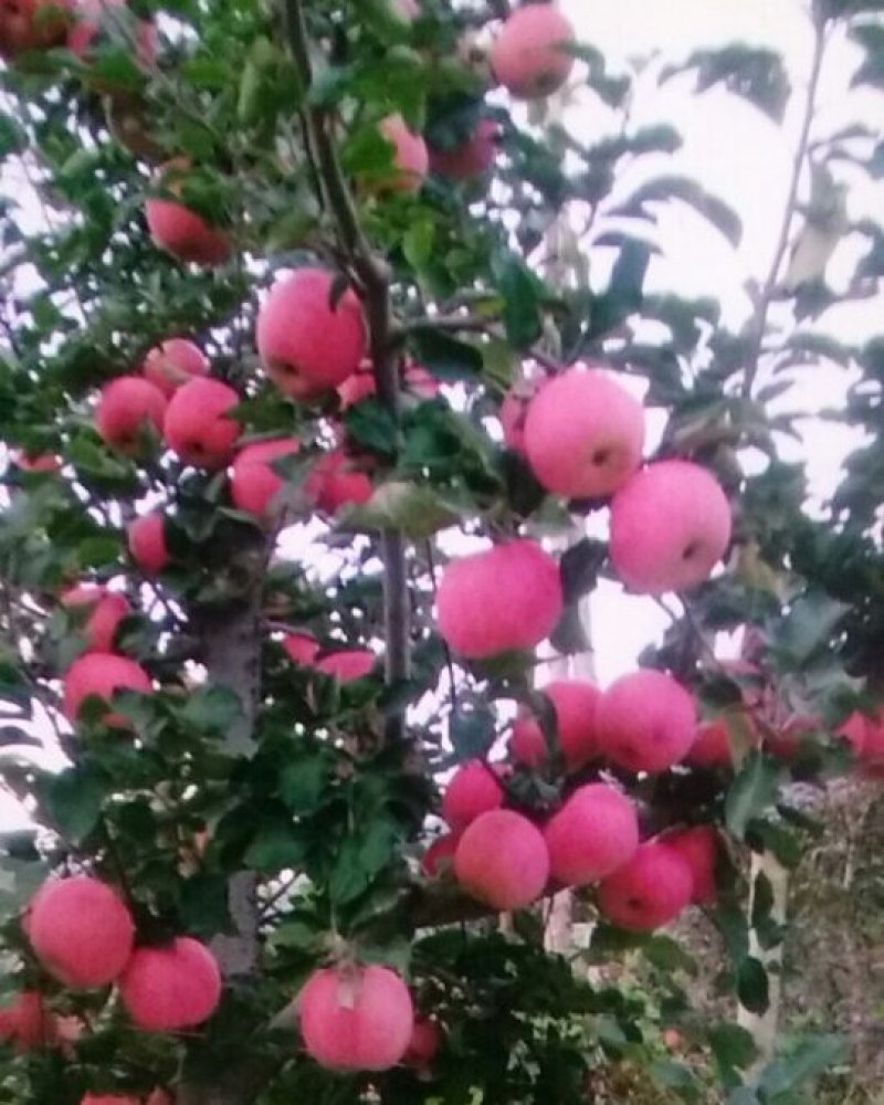 山坡的红富士苹果特别好吃，甜