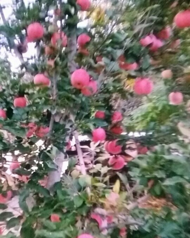 山坡的红富士苹果特别好吃，甜