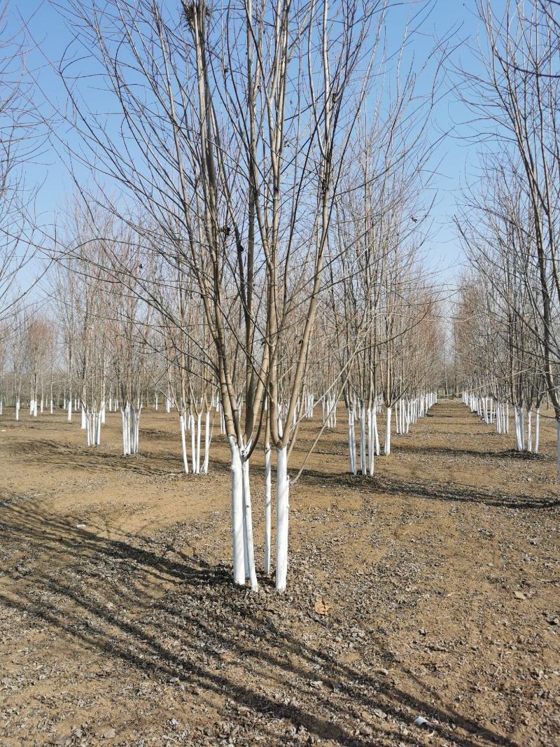 大量供应美国红枫秋火焰红点红冠5-25公分量大