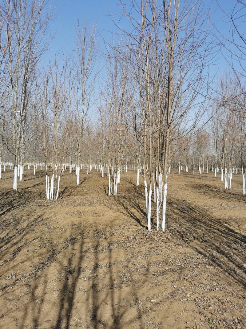 大量供应美国红枫秋火焰红点红冠5-25公分量大